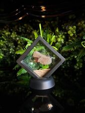 Genuine T-Rex Fossilised Femur