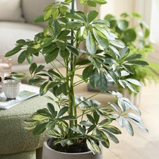 Schefflera 'Gold Capella'