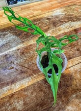 Monstera Obliqua Peru - young plant - grown from node cutting.