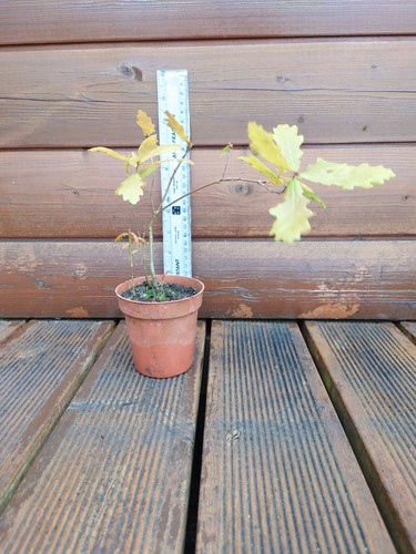 Oak tree sapling - tree,