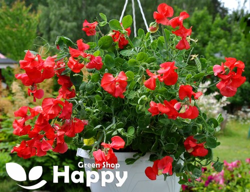 Sweet pea dwarf - dwarf, scarlet
