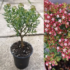 Crassula sarcocaulis UK Hardy