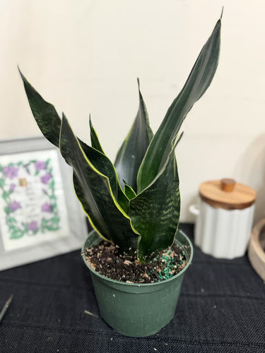 Snake plant fabi green - snake,