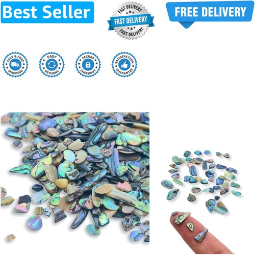 Abalone new zealand shell - new,