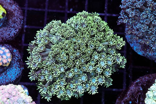 Mint goniopora colony - colony, wysiwyg
