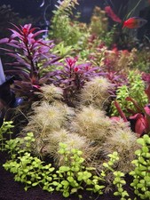 Rare Unique Aquarium Plant Myriophyllum Mattogrossense Gold X6 Stems