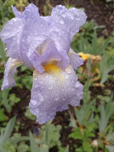 Iris germanica jane philips - iris,