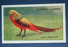 GOLDEN PHEASANT   Vintage 1920's Illustrated Card   EE19