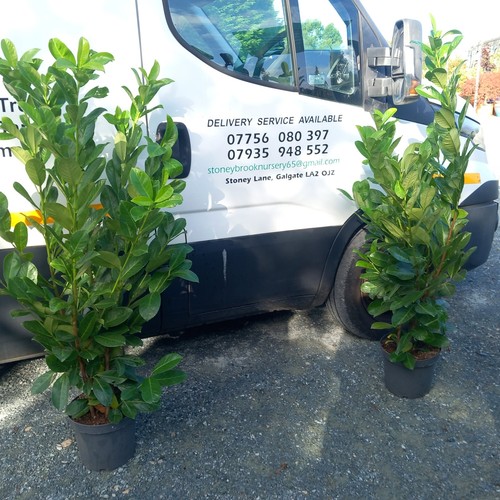 Laurel hedging plant 5ltr - hedging, 7.5ltr