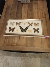 Vintage Taxidermy Butterflies