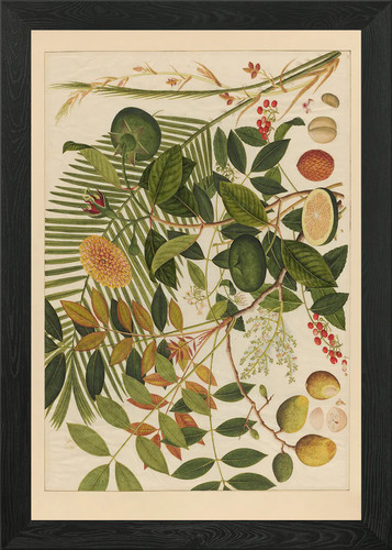 Botanical illustration - botanical,