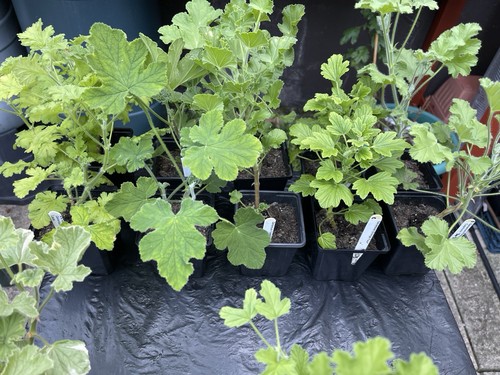 Geraniums scented any - two, for