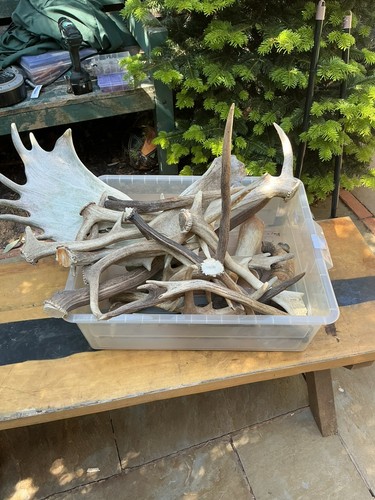 Collect only stag antlers - only., and