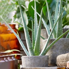 Aloe Vera Large Indoor Exotic House Plant Real Evergreen Tall Plants At Home