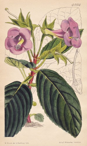 Sinningia youngiana flower - sinningia,