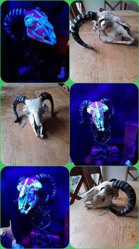 Huge rams skull great - huge,