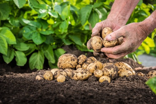 Christmas seed potatoes - 20, x