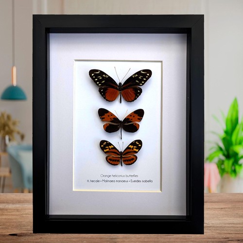 Framed orange longwing - orange,