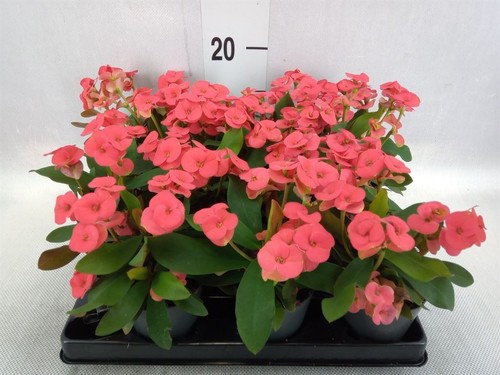 Euphorbia milii vulcanus - euphorbia,