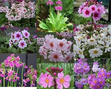 9 X named plant Candelabra