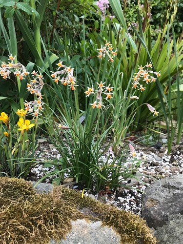 Tulbaghia montana seeds - tulbaghia, 10