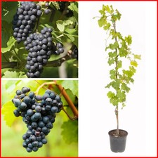 Black Grape Boskoop Glory