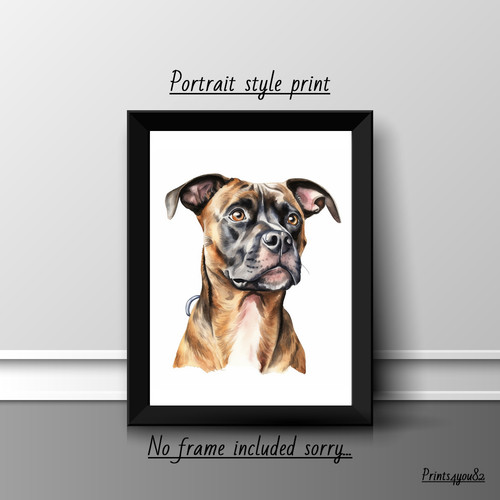 American staffordshire terrier - american,
