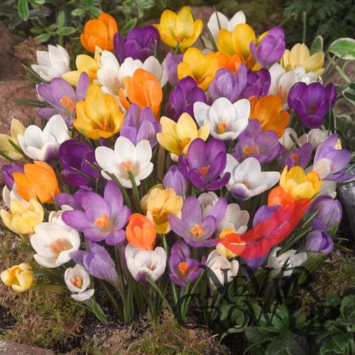 Crocus chrysanthus mix - crocus,