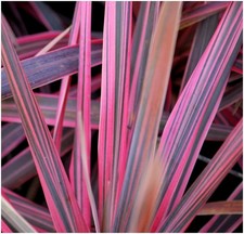 Cordyline 'Southern Splendour'