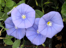 Blue rock bindweed plug - ×6,