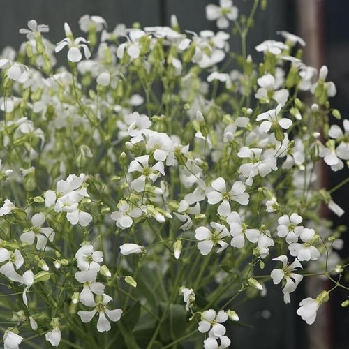 Flower saponaria soapwort - flower, `soapwort