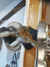 Taxidermy Squirrel Wall Mount Shoulder Rude