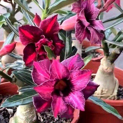 10pcs desert rose seeds - desert,