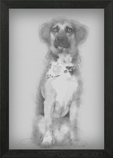 Dog cross breed with a bea