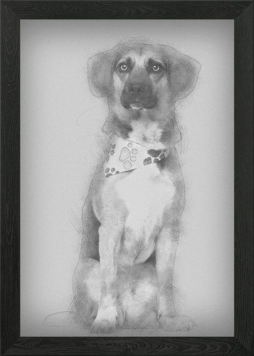 Dog cross breed - , bea