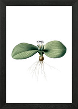 Vintage Massonia Pustulata