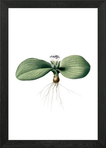 Vintage massonia pustulata - massonia,