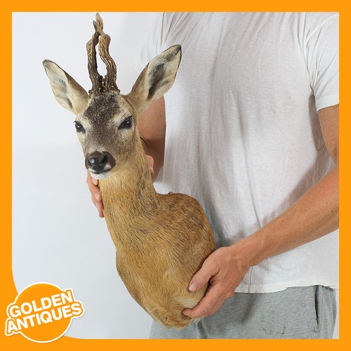 Real roe deer head - real,