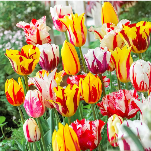 Tulip rembrandt mix - rembrandt, bulbs