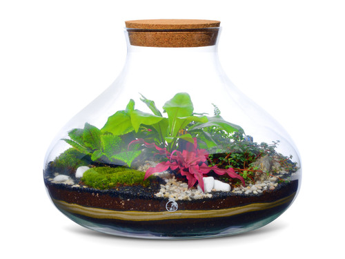Large diy terrarium kit - terrarium, with