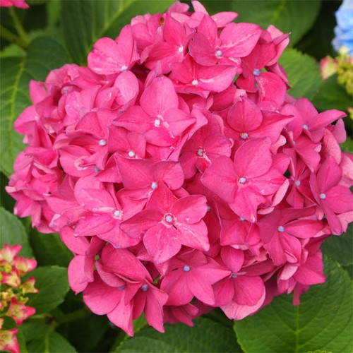 Hydrangea macrophyll king - hydrangea, macrophyll​a