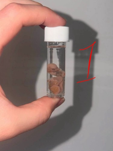 Small preserved fetal rabbit - preserved,