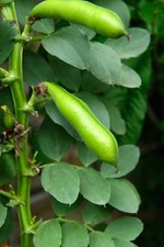 Broad Bean Imperial Long Pod