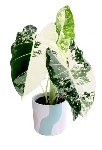 Alocasia frydek variegata - alocasia,