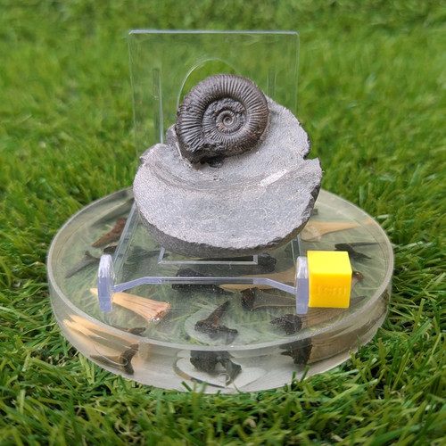 Ammonite fossil whitby north - fossil,