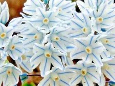 50 PUSCHINIA LIBANOTICA