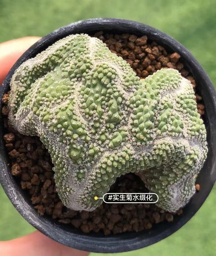 7cm rare live house plant - 7cm,