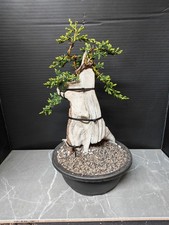 Tanuki Needle Juniper Bonsai
