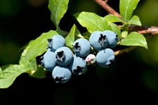 50 BLUEBERRY BUSH SEEDS FREE