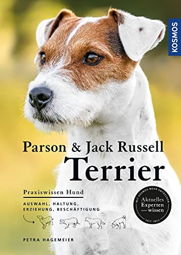 Parson und jack russell - und,